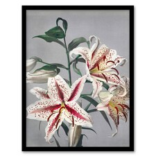 White Pink Spotted Lily Flowers Vintage Framed Wall Art Print Kazumasa 12x16"