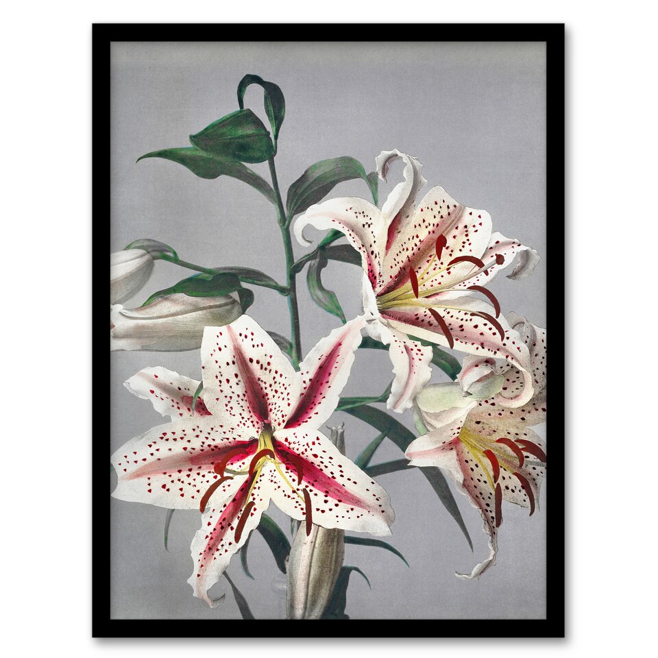 image 1 of White Pink Spotted Lily Flowers Vintage Framed Wall Art Print Kazumasa 12x16"