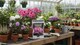 image 6 of Rhododendron and Azalea Fertilizer Feed 120g Controlled Release Ericaceous Plant Food Slow Release Granules