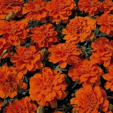 Marigold Durango Tangerine F1 Hybrid 1 Seed Packet (40 Seeds)