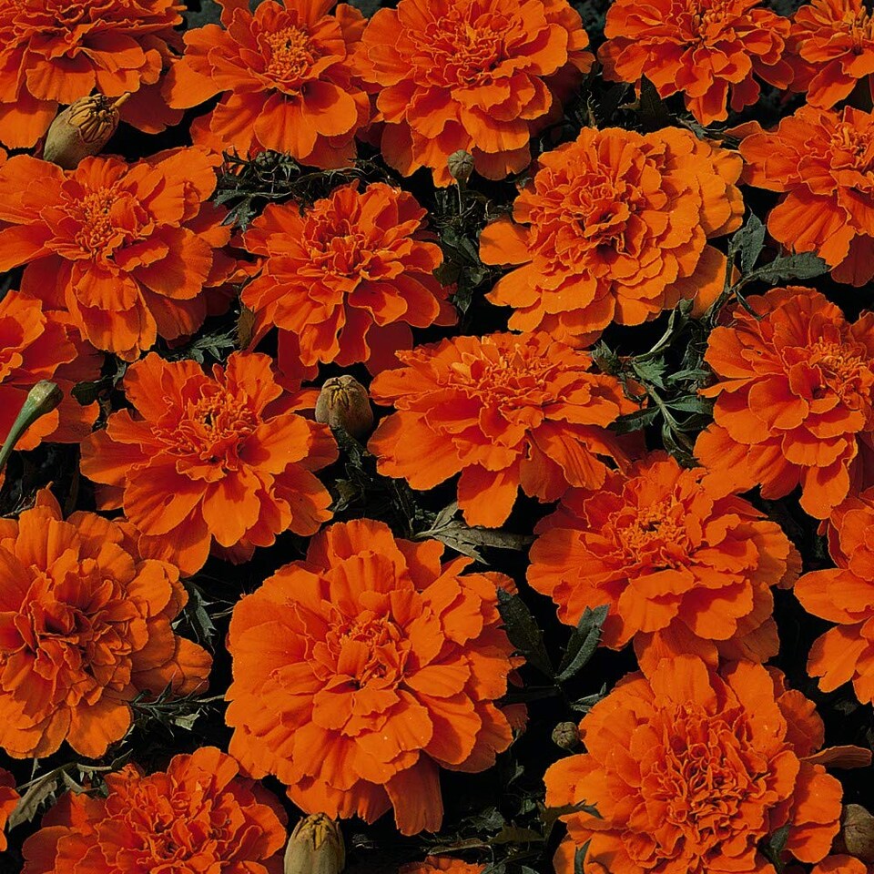 Marigold Durango Tangerine F1 Hybrid 1 Seed Packet (40 Seeds)