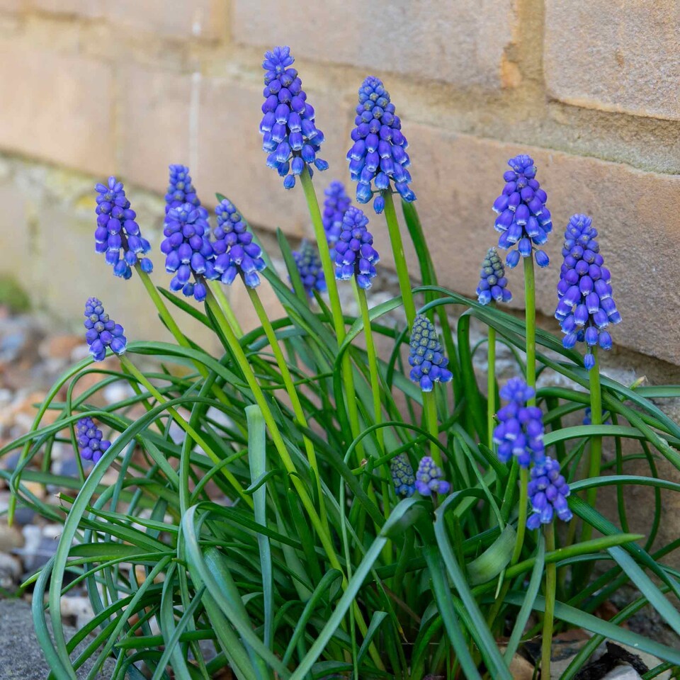 image 1 of Marshalls Garden Grape Hyacinth (Muscari) 50 Bulbs