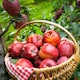 image 2 of Fruit Patio Tree Collection 9cm Potted Plant x 3