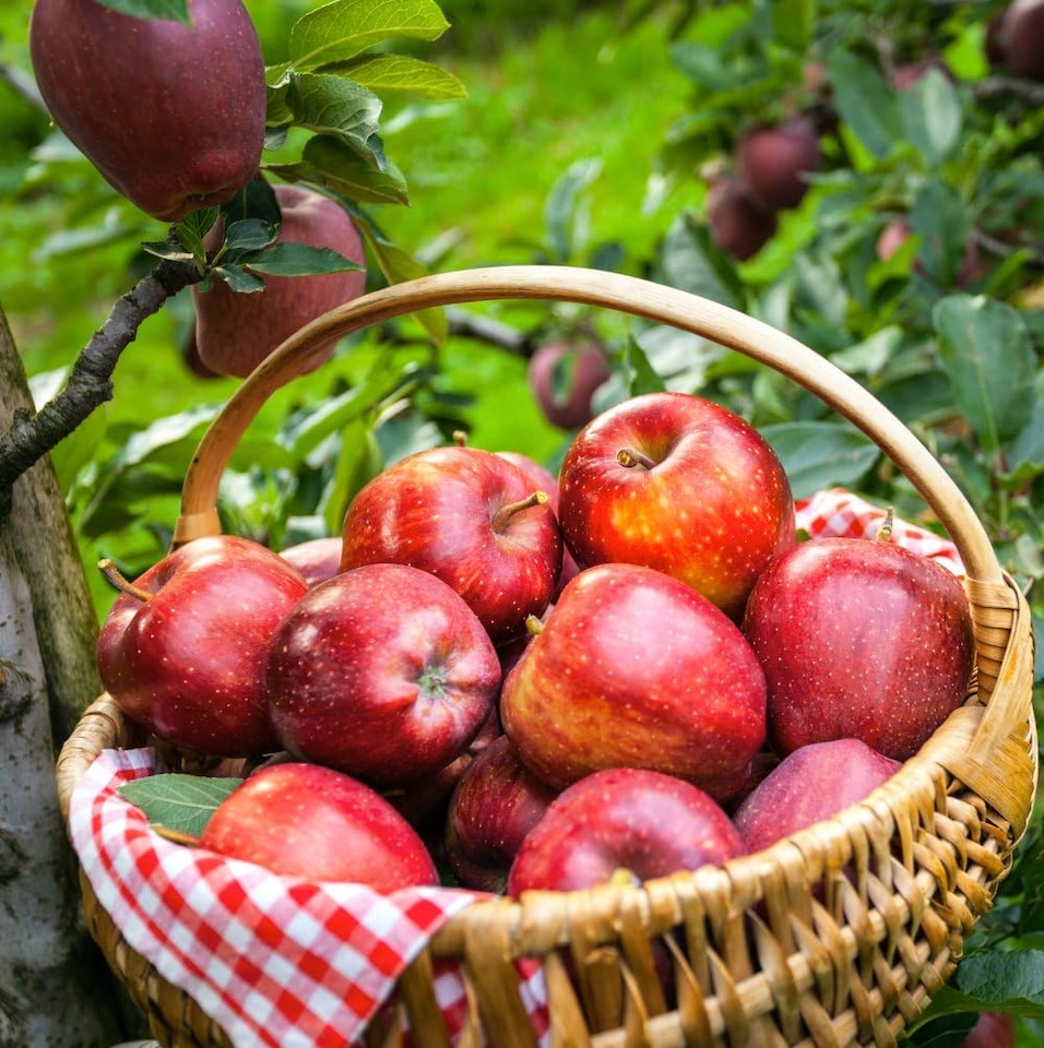 image 1 of Fruit Patio Tree Collection 9cm Potted Plant x 3