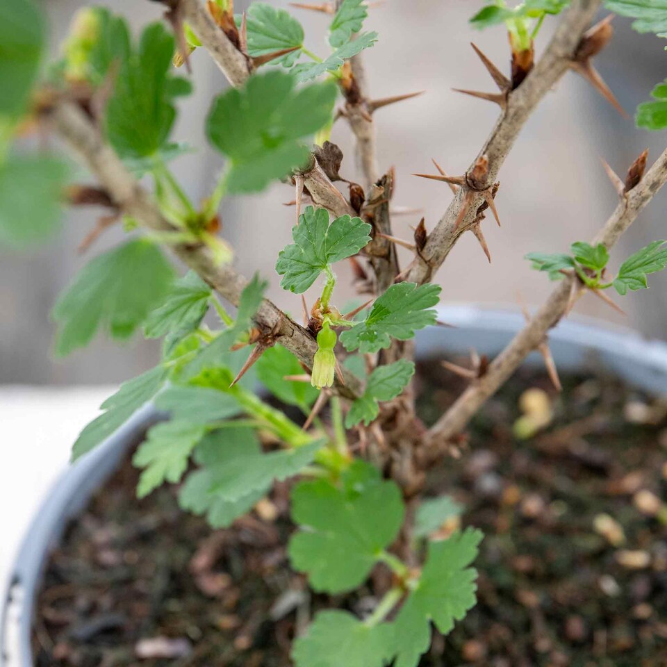 image 1 of Marshalls Garden Gooseberry Hinnonmaki Red - Large Mildew Resistant Dessert Fruit bare root