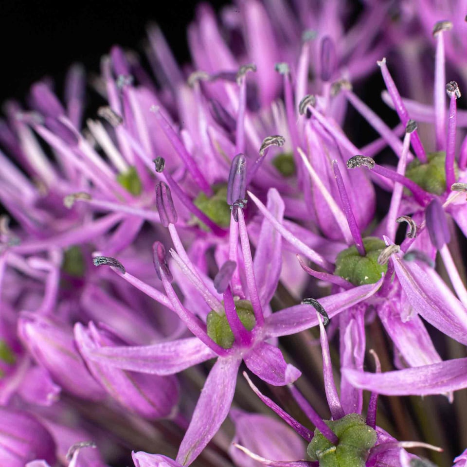 image 1 of Marshalls Garden Allium 'Globemaster' Bulbs - 3 Pack