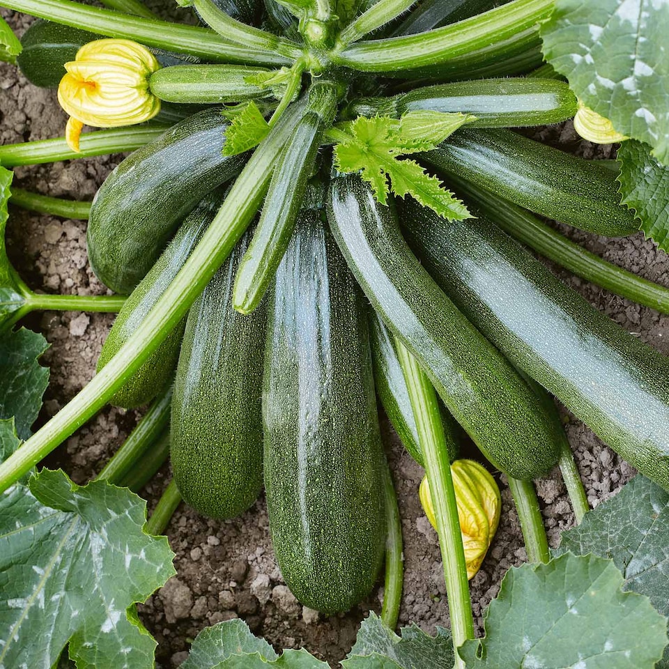 image 1 of Courgette Jaguar F1Vegetable