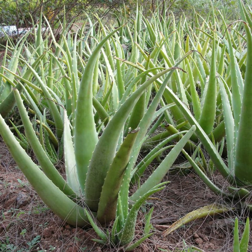 image 1 of Carbeth Plants Aloe Vera in 11cm Pot - Easy Care Houseplant Favourite for Beginners