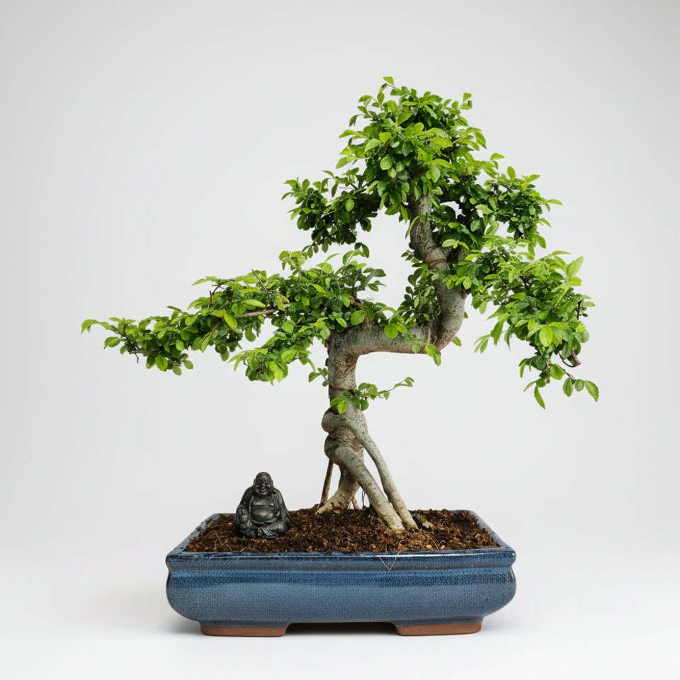 image 1 of Yorkshire Bonsai Large Chinese Elm (Ulmus Parvifolia) Bonsai Tree Shaped In 35cm Pot