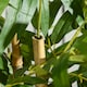 image 9 of HOMCOM Potted Artificial Plants Bamboo Tree for Desk Indoor , 60cm