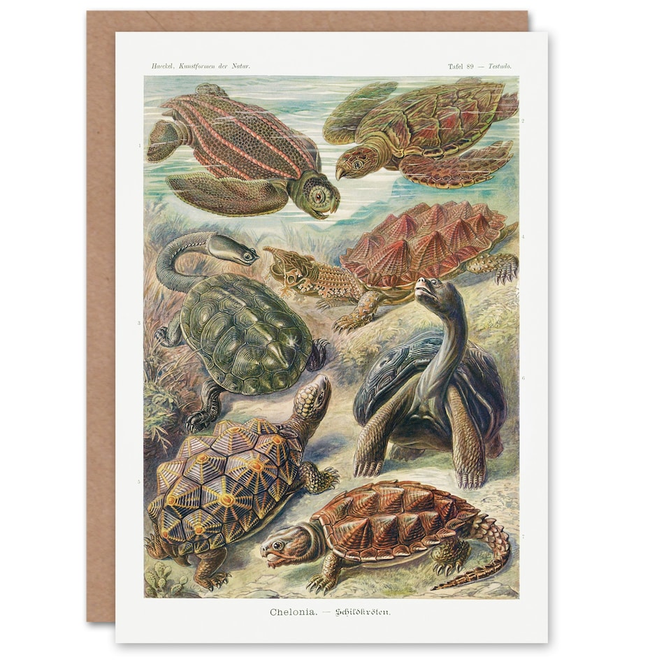 image 1 of Ernst Haeckel Art Card Chelonia Turtles Vintage Illustration