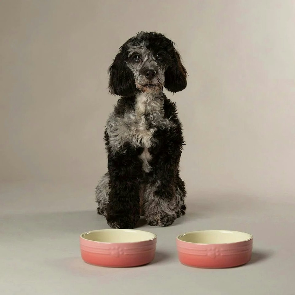 image 1 of Scruffs Ceramic Ombre Pet Food Bowl 15cm | Pink | 1