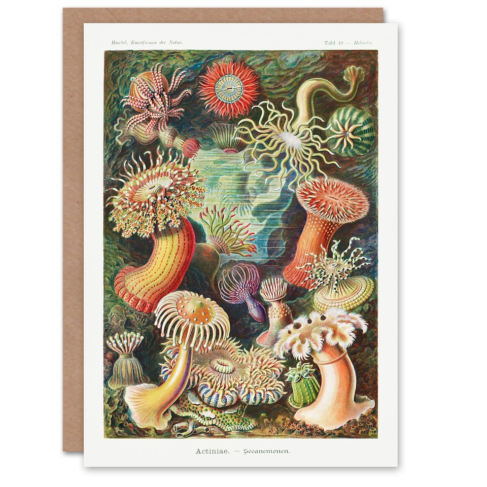 image 1 of Ernst Haeckel Art Card Sea Anemone Marine Landscape