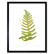 Vintage Botanical Polypodium Vulgare Fern Leaf 9x7" Black Framed Wall Art Print