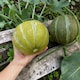 image 2 of Carbeth Plants 3 x Melon Ogen Vegetable Plant - 9cm Pot - Easy Grow Kitchen Garden