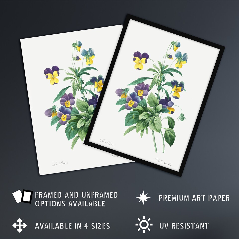 image 1 of Wild Pansy Flower Illustration Redoute Vintage Framed Wall Art Print 12X16"