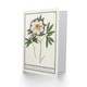 image 2 of Anselmus de Boodt Art Card Blooming Peony Flower Study