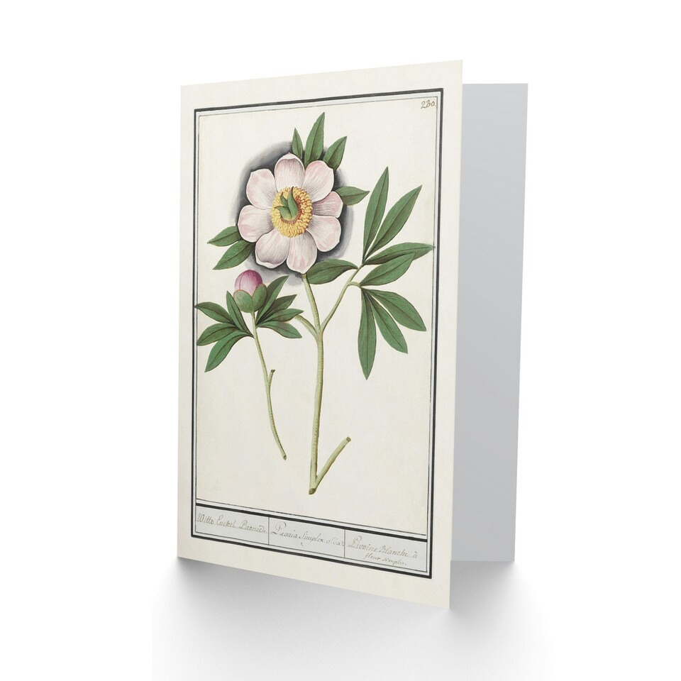 image 1 of Anselmus de Boodt Art Card Blooming Peony Flower Study