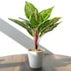 image 4 of 38cm Potted Artificial Calathea Veitchiane