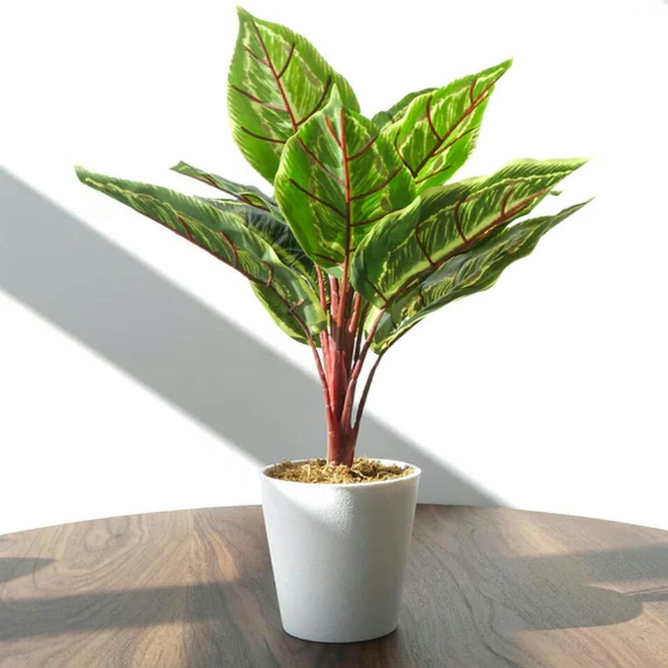 image 1 of 38cm Potted Artificial Calathea Veitchiane