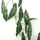 image 3 of 6 x 110cm Artificial Hanging Trailing Dark Green Leaf Plant