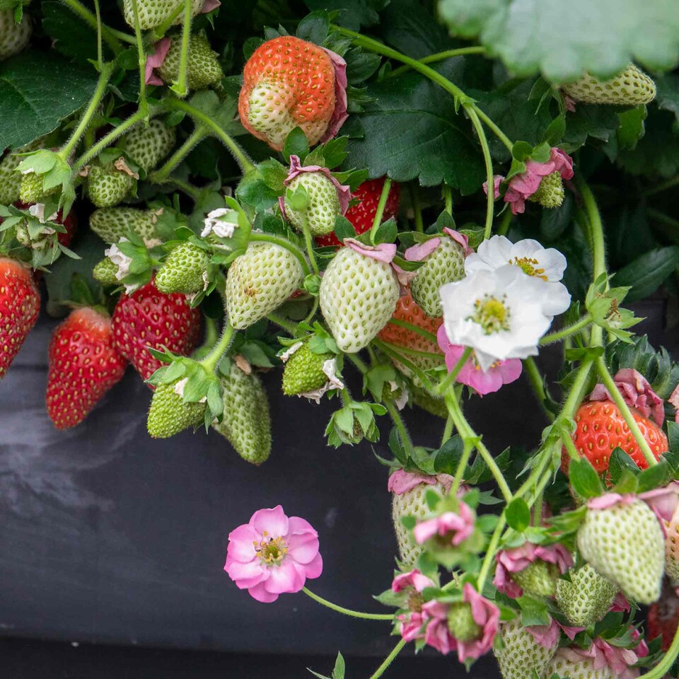 image 1 of Marshalls Garden Strawberry 'Summer Breeze Cherry' - 3 plug plants | Red | Rose-pink