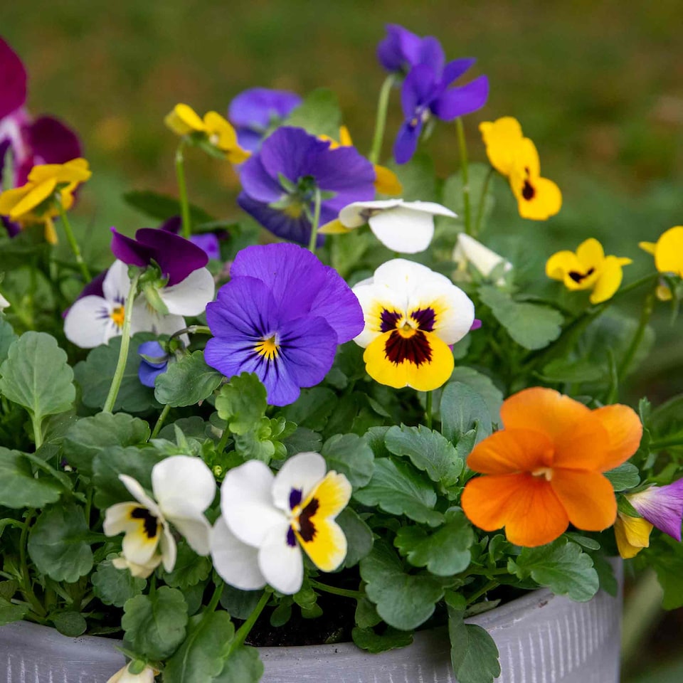image 1 of Viola 'Sorbet Mix' - Garden-ready plugs, winter to early spring blooms
