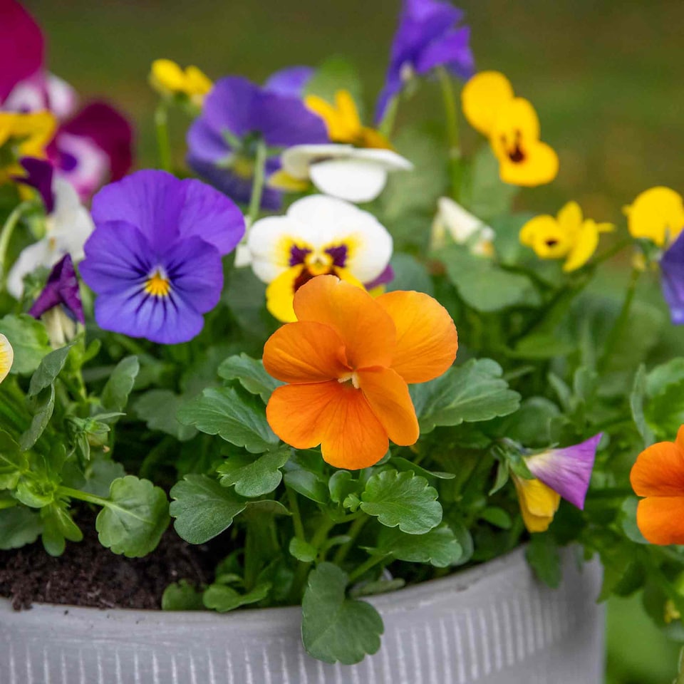 image 1 of Viola 'Sorbet Mix' - Garden-ready plugs, winter to early spring blooms