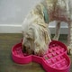image 3 of SloDog Slow Feeder Plate - Orange