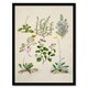 image 1 of Sarah Featon Framed Wall Art Native New Zealand Wildflowers Illustration