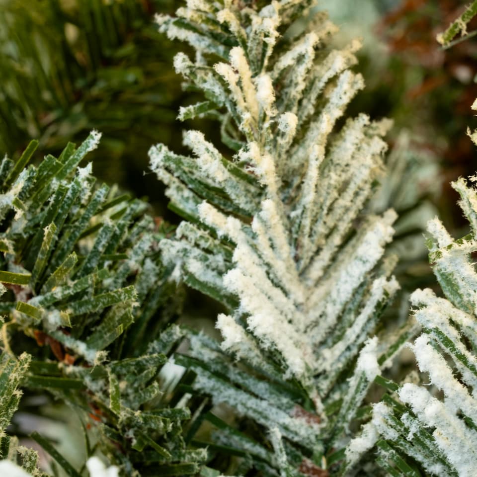 image 1 of Christmas Tree World  6ft/180cm Pre-lit Frosted Ultra Mountain Pine