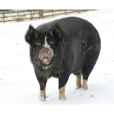 Kevin Milner Snowy Pig Christmas Card - Sea Salt White/Black - One Size