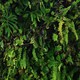 image 1 of Belgravia Kew Living Wallpaper - Green/Black - 32.1ft x 21in Green