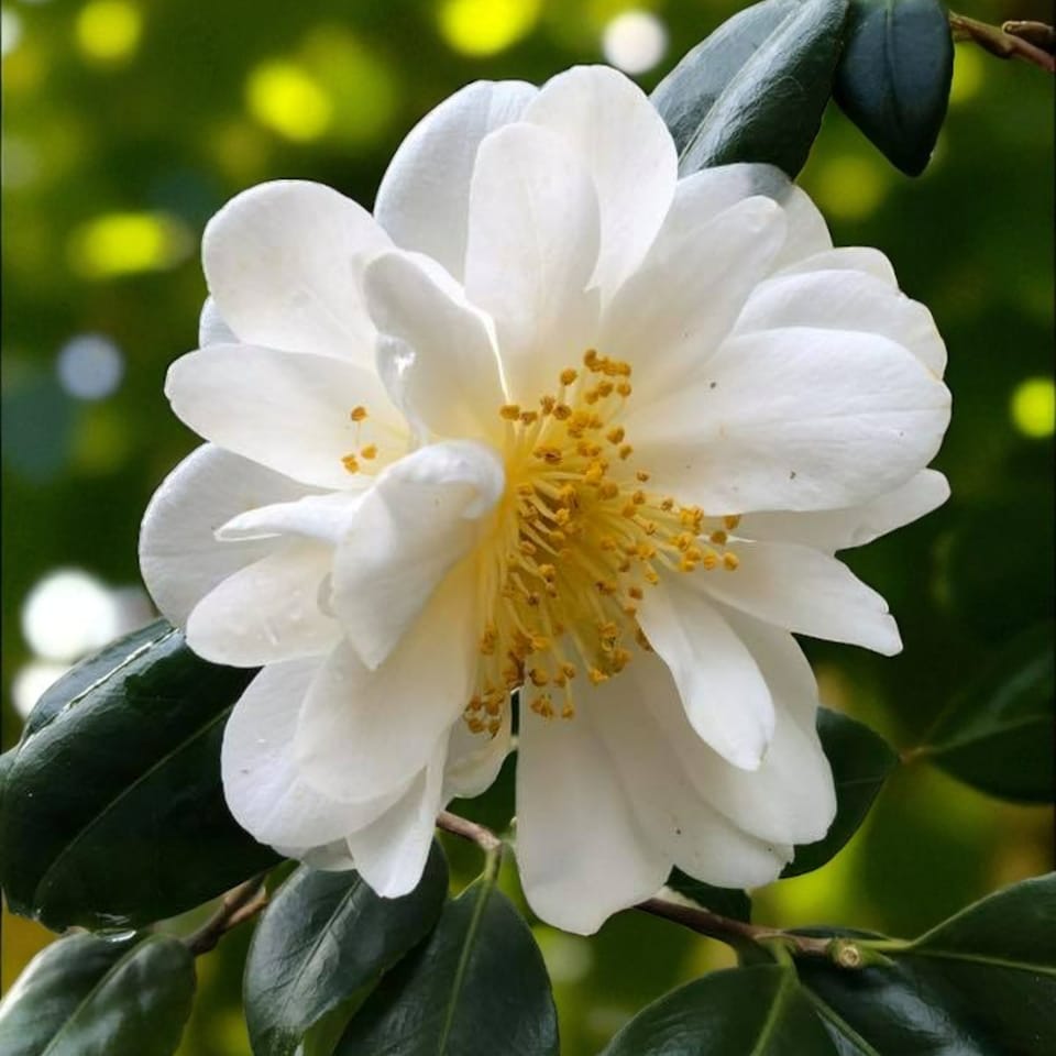 image 1 of Carbeth Plants Camellia Plant Silver Anniversary in 3L Pot - Flowering Evergreen Shrub Hardy Outdoor Garden Ready Bush for Borders, Pots & Hedges