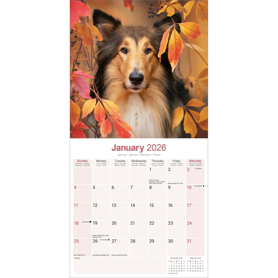 image 1 of Collie 2026 Calendar | Square Wall Calendar | Dog Breed Gift | Plastic Free Packaging | by Avonside Publishing
