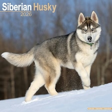 Siberian Husky 2026 Calendar | Square Wall Calendar | Dog Breed Gift | Plastic Free Packaging | by Avonside Publishing