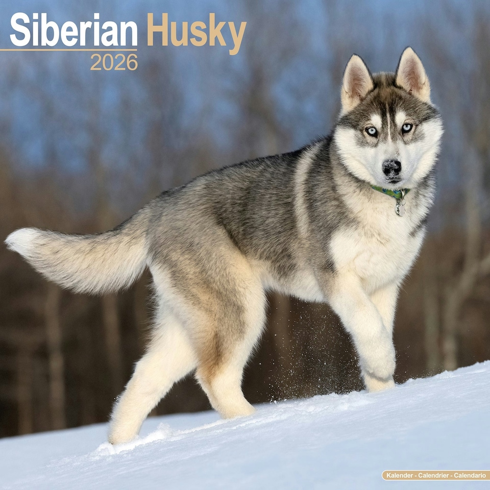 image 1 of Siberian Husky 2026 Calendar | Square Wall Calendar | Dog Breed Gift | Plastic Free Packaging | by Avonside Publishing