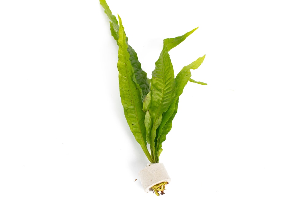 image 1 of Java Fern (Microsorum pteropus) - Live Aquarium Plant for Midground Planting, Low Light, No CO2 Needed - Fish Tank Plant