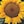 Yellow, Brown