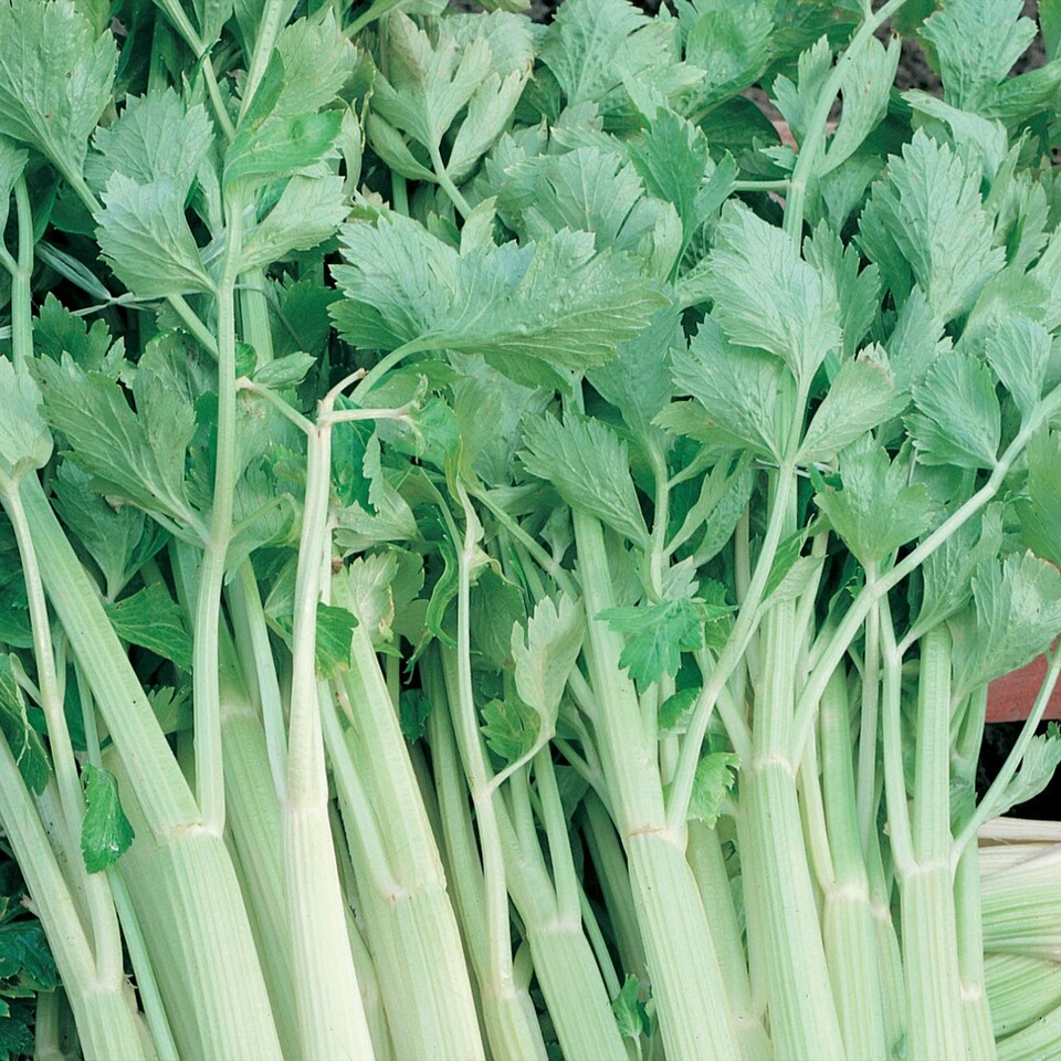 image 1 of Celery Golden Self Blanching | Multi | Green