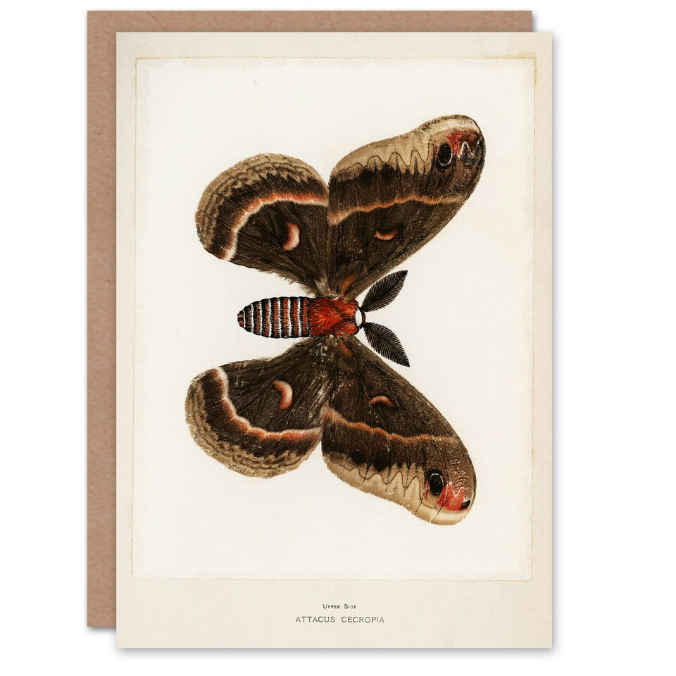image 1 of Sherman Denton Art Card Cecropia Moth Vintage Illustration