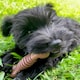 image 2 of Nylabone Extreme Tough Dog Chew Toy Bone, Durable, Cleans Teeth, Flavour Medley, Medium, for Dogs Up to 16 kg