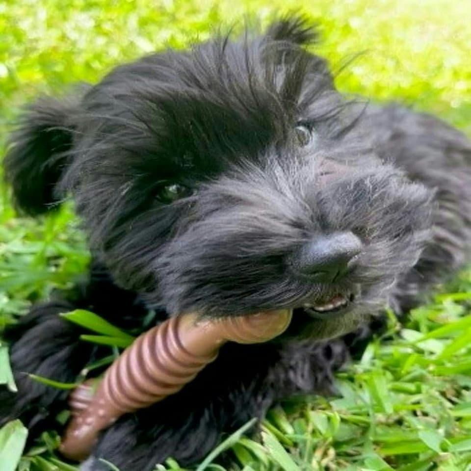 image 1 of Nylabone Extreme Tough Dog Chew Toy Bone, Durable, Cleans Teeth, Flavour Medley, Medium, for Dogs Up to 16 kg