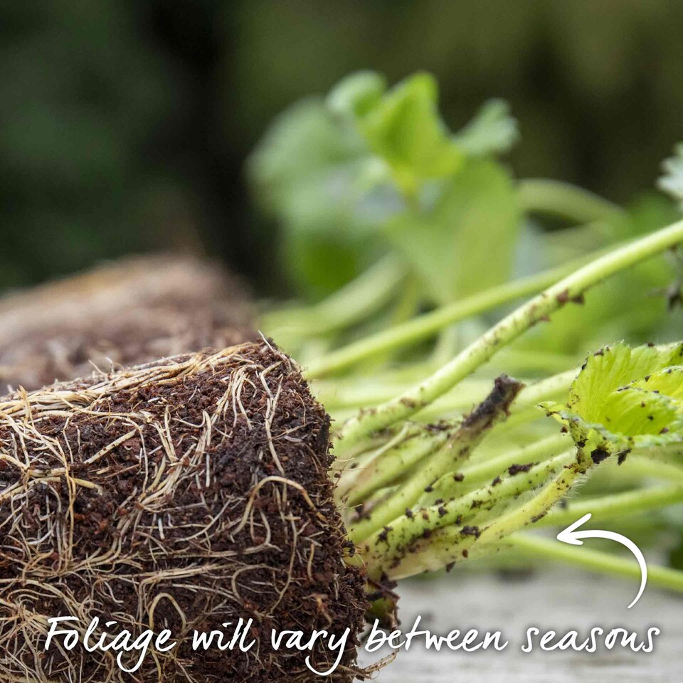 image 1 of Marshalls Garden Everbearing Strawberry 'Favori' Sweet, Disease-Tolerant, Ideal for Pots 10 bare root