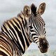 image 2 of Amazing 3D Effect Holographic Greeting Card Up Close Zebra