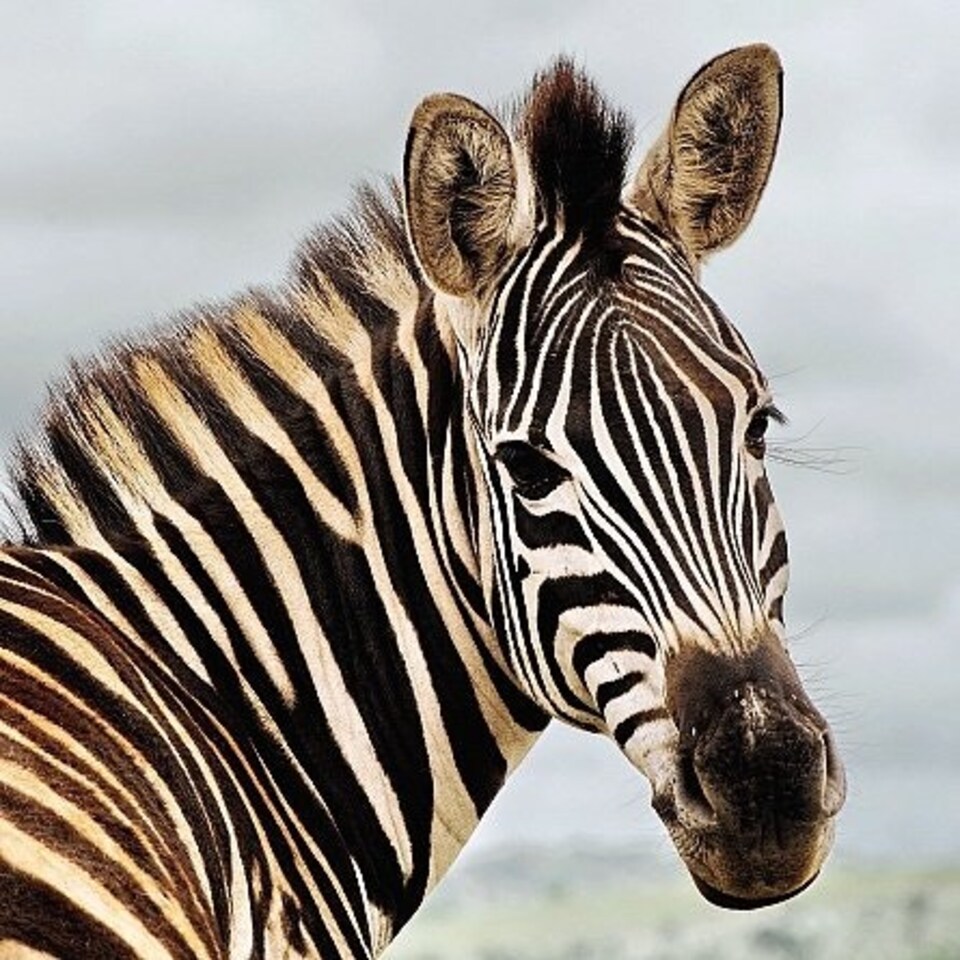 image 1 of Amazing 3D Effect Holographic Greeting Card Up Close Zebra
