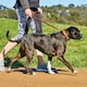 image 2 of Weatherbeeta Padded Leather Dog Collar - Tan - S