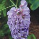 image 2 of Wisteria Amethyst Falls 9cm Potted Plant x 3
