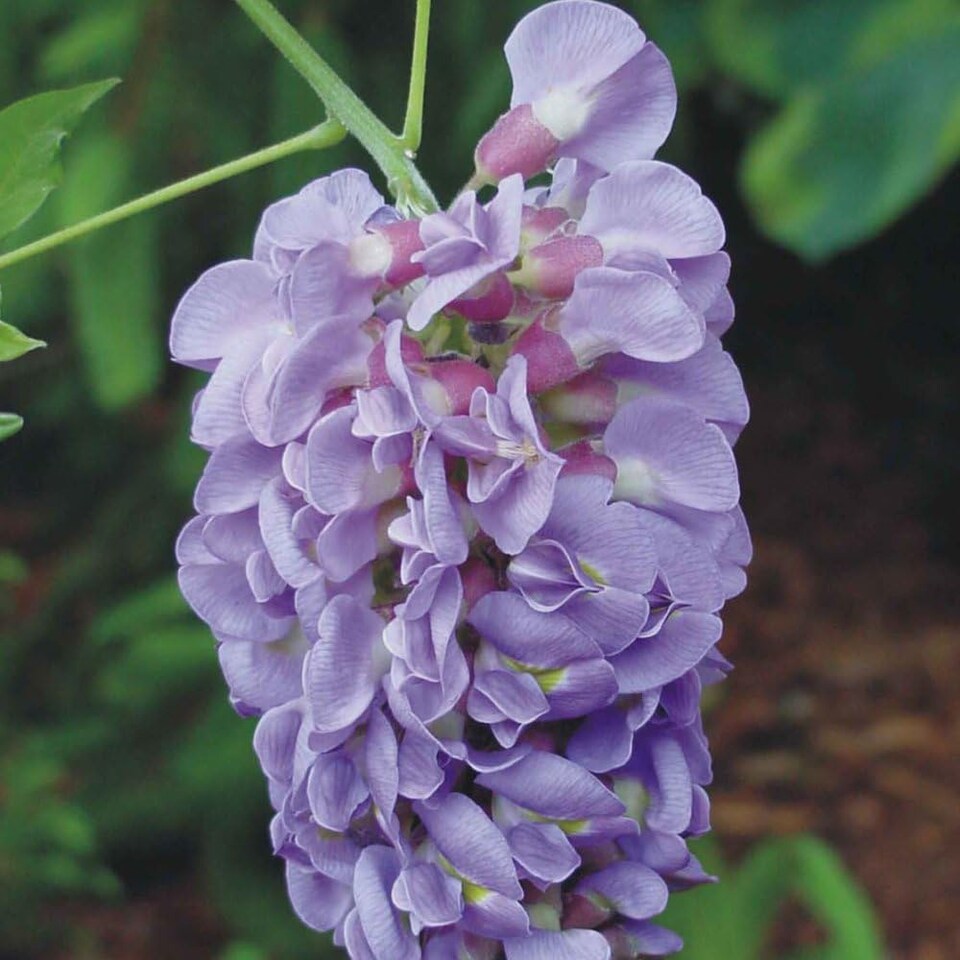 image 1 of Wisteria Amethyst Falls 9cm Potted Plant x 3
