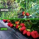 image 7 of Heavy Duty Weed Control Membrane Garden Barrier Fabric for Landscaping Cover N/A | 2m x 50m
